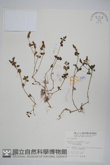 早田氏爵床藏品圖，第1張