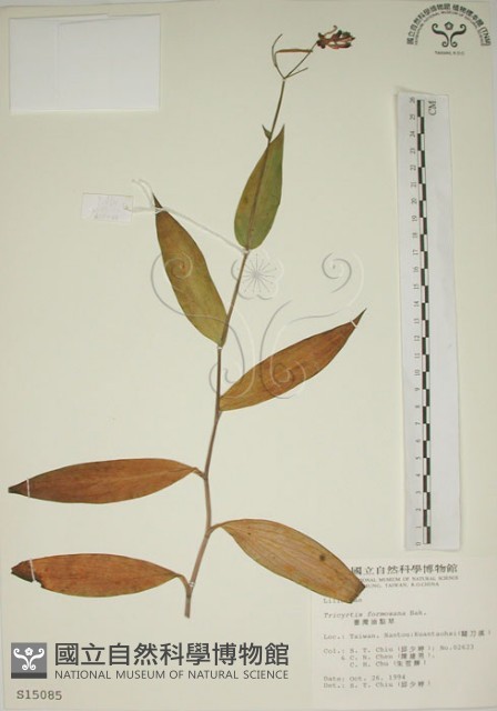 臺灣油點草藏品圖，第1張