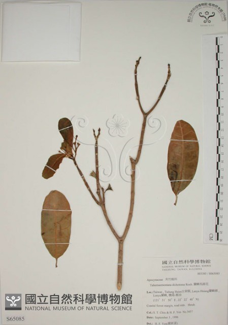 蘭嶼馬蹄花藏品圖，第1張