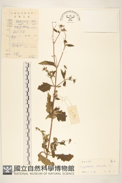 Accession Number:S045085 Collection Image, Figure 1, Total 3 Figures