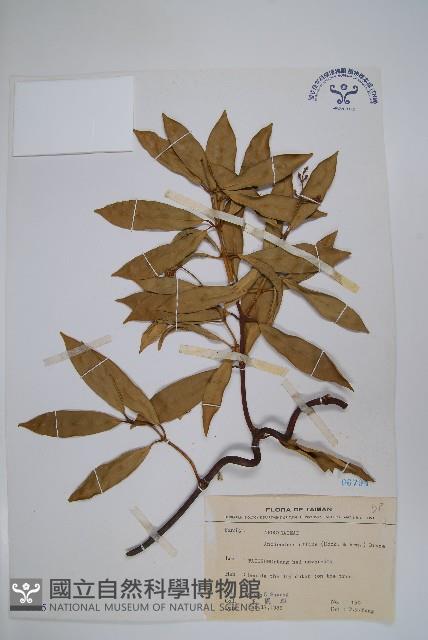 小錦蘭藏品圖，第1張