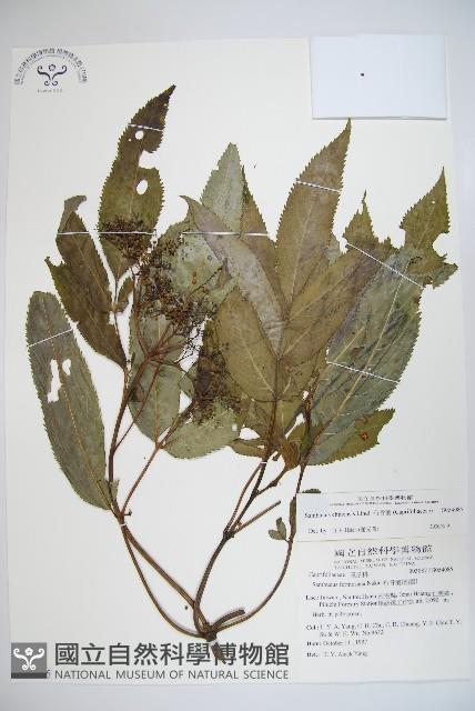 冇骨消藏品圖，第1張