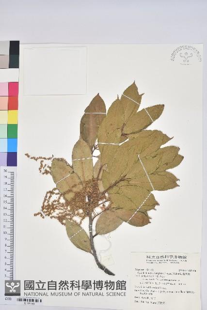 錐果櫟藏品圖，第1張