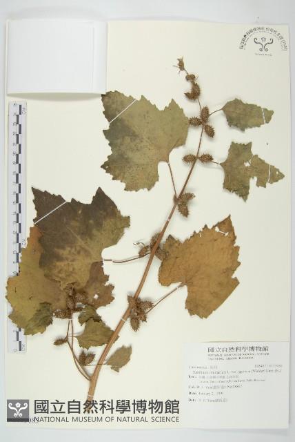 蒼耳藏品圖，第1張