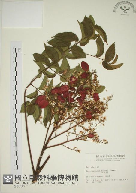 臺灣欒樹藏品圖，第1張