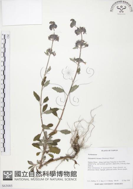 Accession Number:S063085 Collection Image