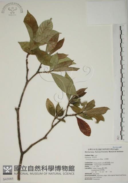 山黃梔藏品圖，第1張