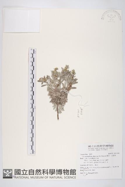 蘄艾、芙蓉菊藏品圖，第1張