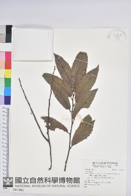 登錄號:S147085藏品圖，第1張