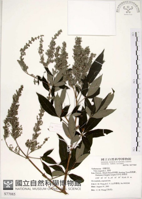 黃荊藏品圖，第1張