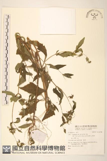 登錄號:S136785藏品圖，第1張