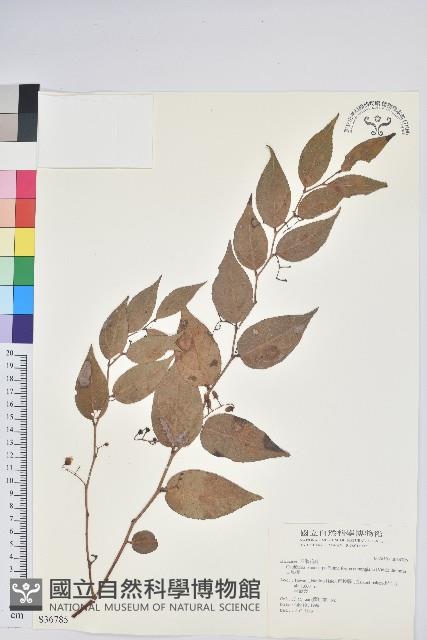 白珠樹藏品圖，第1張