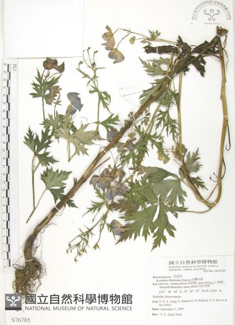 臺灣烏頭藏品圖，第1張