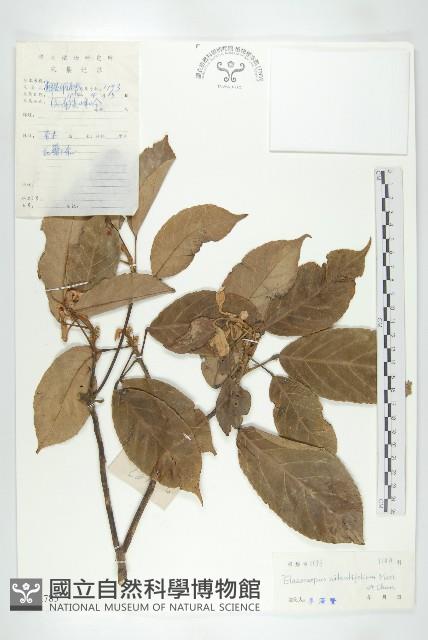 亮葉杜英藏品圖，第1張