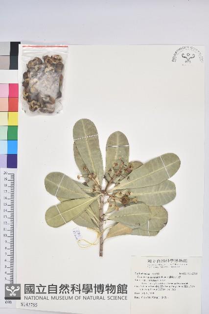 蘭嶼土沉香藏品圖，第1張