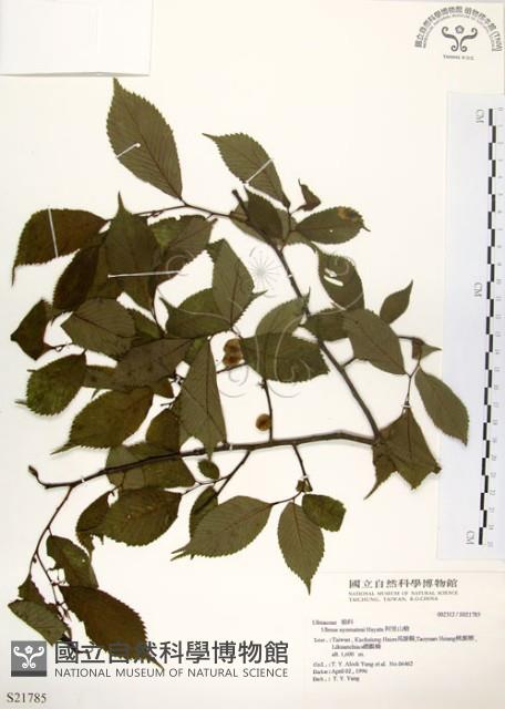 阿里山榆藏品圖，第1張