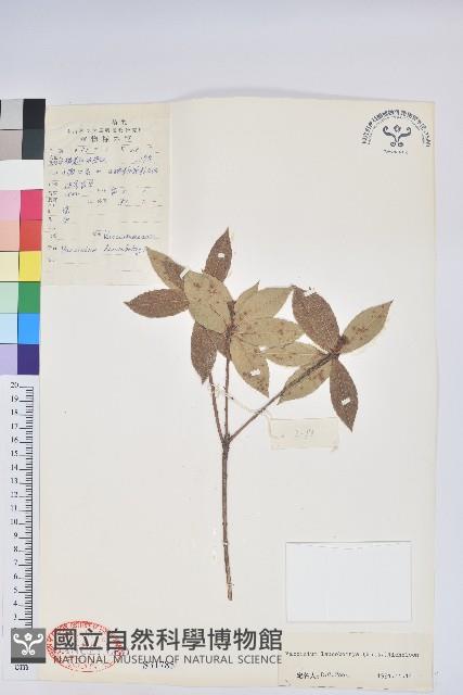 白花越橘藏品圖，第1張