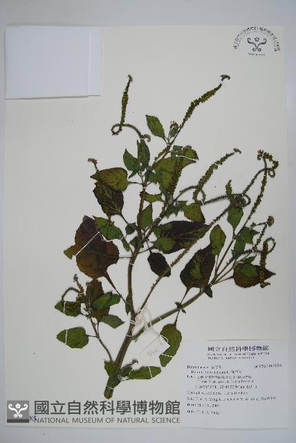 狗尾草藏品圖，第1張