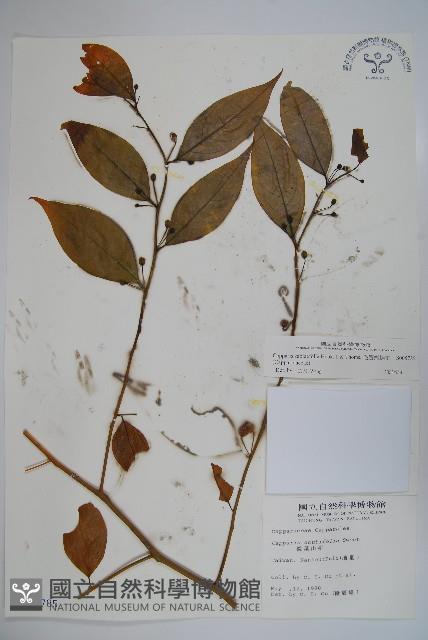 毛瓣蝴蝶木藏品圖，第1張