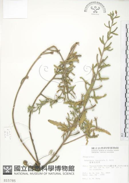 裂葉月見草藏品圖，第1張