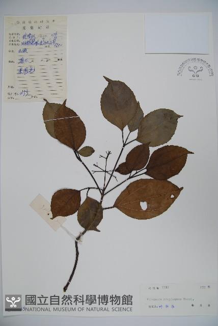 高山莢迷藏品圖，第1張