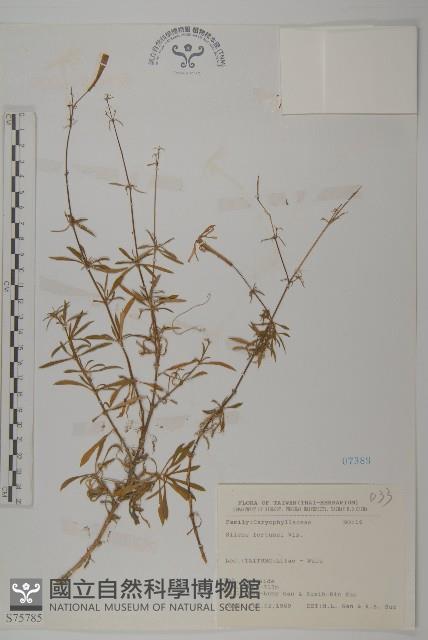 蠅子草藏品圖，第1張