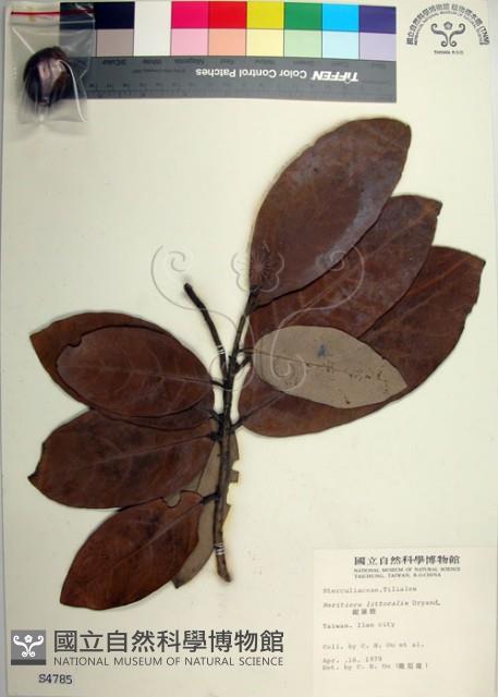 銀葉樹藏品圖，第1張