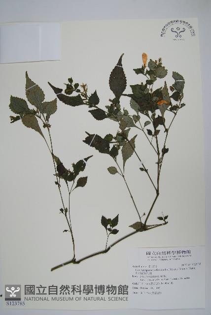 曲莖馬藍藏品圖，第1張