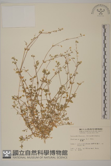 繁縷藏品圖，第1張