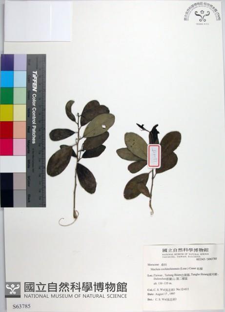 柘樹藏品圖，第1張