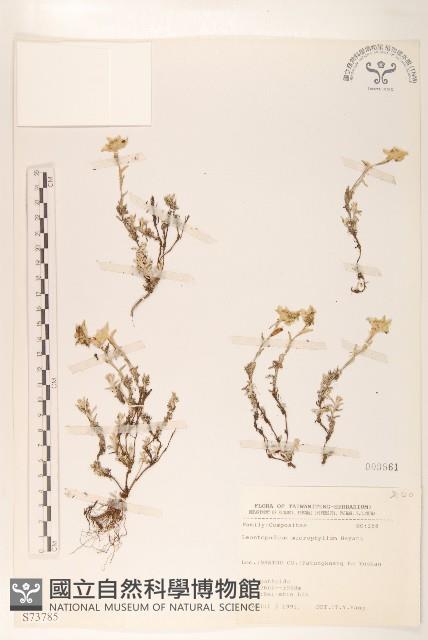 玉山薄雪草藏品圖，第1張