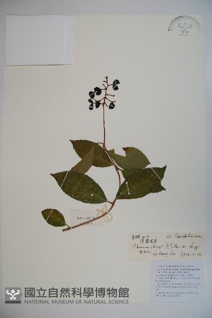 漾濞莢迷藏品圖，第1張