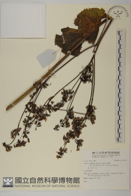 Accession Number:S137785 Collection Image, Figure 1, Total 2 Figures