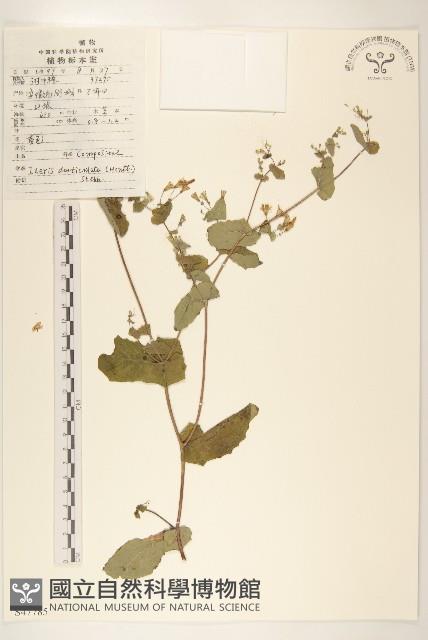 苦實菜藏品圖，第1張