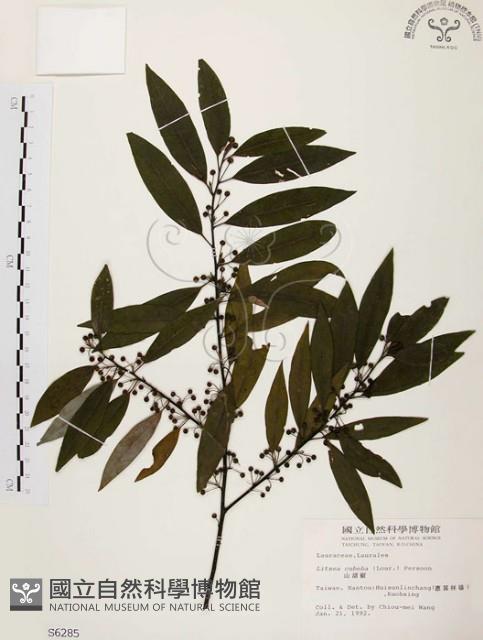 山胡椒藏品圖，第1張