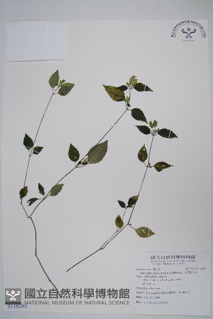 九頭獅子草藏品圖，第1張