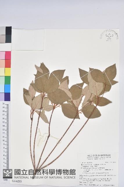 守城滿山紅、馬禮士杜鵑藏品圖，第1張