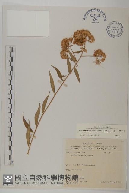 Accession Number:S076285 Collection Image, Figure 1, Total 2 Figures