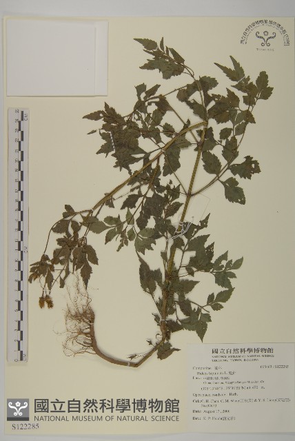 鬼針藏品圖，第1張