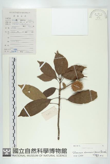 猴歡喜藏品圖，第1張