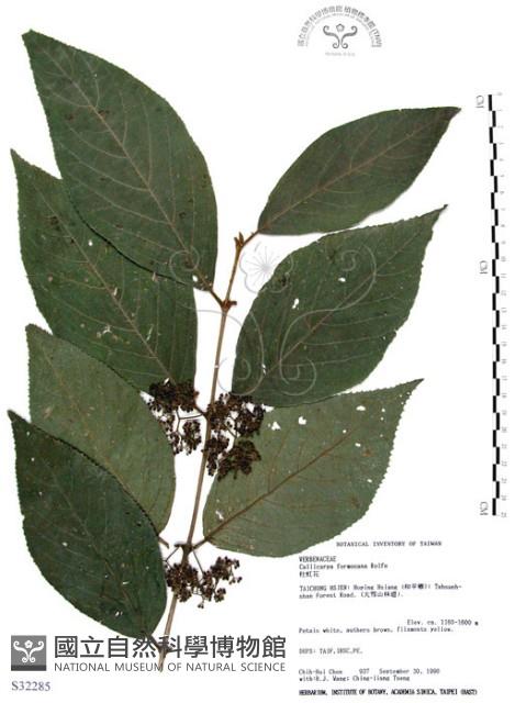 杜虹花，台灣紫珠藏品圖，第1張