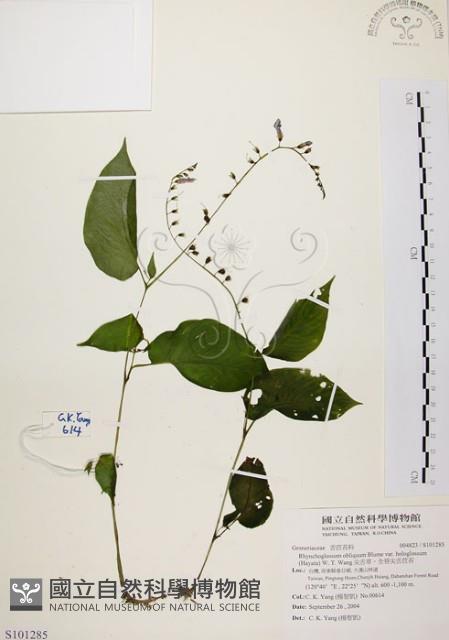 尖舌草、全唇尖舌苣苔藏品圖，第1張