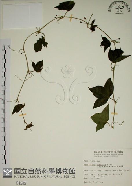 三角葉西番蓮藏品圖，第1張