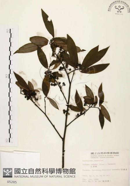 山胡椒藏品圖，第1張