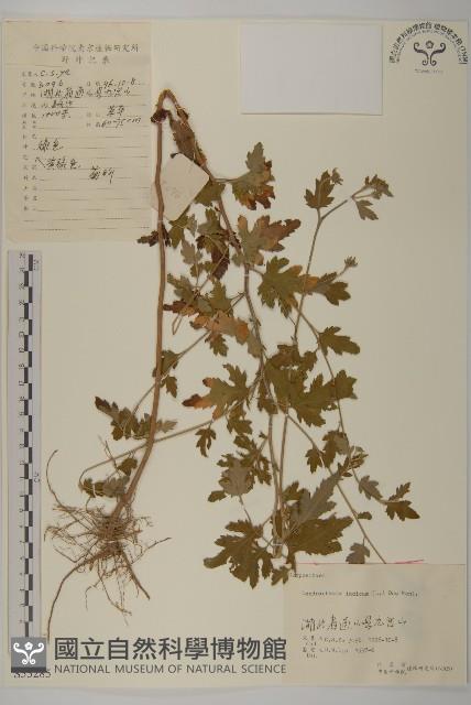 油菊、野菊藏品圖，第1張