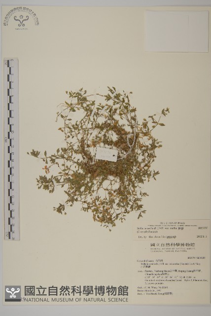 繁縷藏品圖，第1張