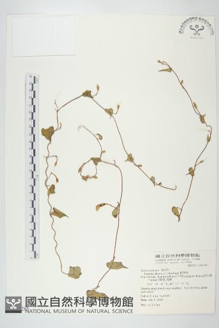 野牽牛藏品圖，第1張