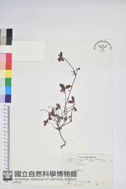 登錄號:S075285藏品圖，第1張