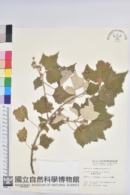 臺灣白匏子藏品圖，第1張