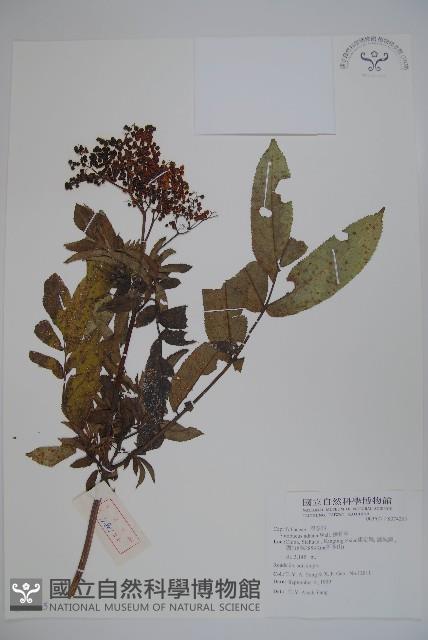 接骨草藏品圖，第1張